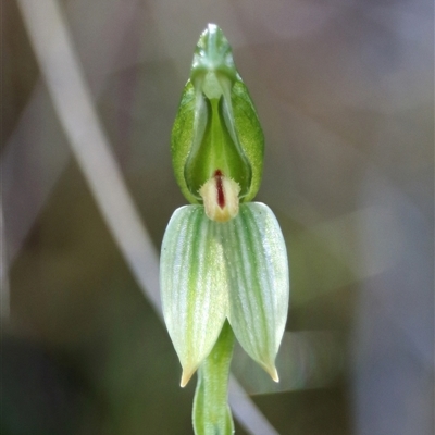 Unverified Orchid at Acton, ACT - 5 Oct 2025 by warrencameron