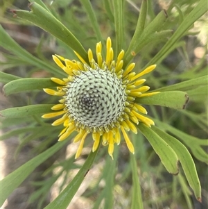 Isopogon anemonifolius (Common Drumsticks) at Bundanoon, NSW - 11 Oct 2025 by JaneR