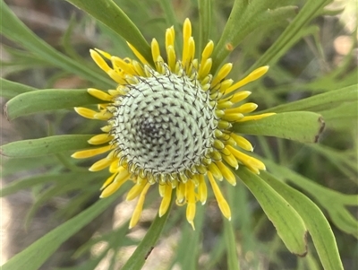 Isopogon anemonifolius (Common Drumsticks) at Bundanoon, NSW - 11 Oct 2025 by JaneR