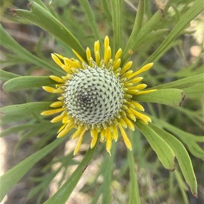 Isopogon anemonifolius (Common Drumsticks) at Bundanoon, NSW - 11 Oct 2025 by JaneR