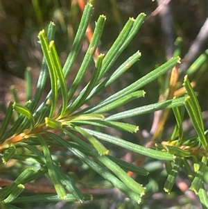 Banksia spinulosa (Hairpin Banksia) at Bundanoon, NSW - 11 Oct 2025 by JaneR