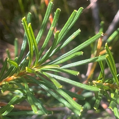 Banksia spinulosa (Hairpin Banksia) at Bundanoon, NSW - 11 Oct 2025 by JaneR