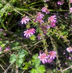 Bauera rubioides (Wiry Bauera) at Bundanoon, NSW - 11 Oct 2025 by JaneR