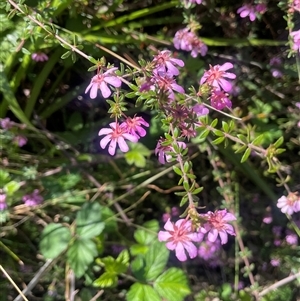 Bauera rubioides (Wiry Bauera) at Bundanoon, NSW - 11 Oct 2025 by JaneR
