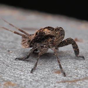 Platybrachys sp. (genus) (A gum hopper) at Throsby, ACT - Yesterday by TimL