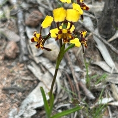 Diuris pardina (Leopard Doubletail) at Pearce, ACT - 12 Oct 2025 by George