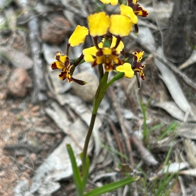 Diuris pardina (Leopard Doubletail) at Pearce, ACT - 12 Oct 2025 by George