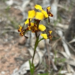 Diuris pardina at Pearce, ACT - suppressed
