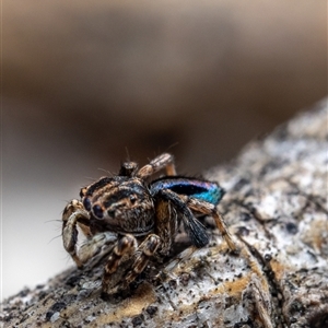 Maratus chrysomelas at Hall, ACT - Yesterday by amiessmacro