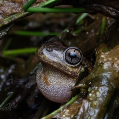 Litoria peronii (Peron's Tree Frog, Emerald Spotted Tree Frog) at Strathnairn, ACT - 10 Oct 2025 by Cristy1676