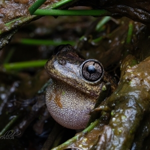 Litoria peronii by Cristy1676