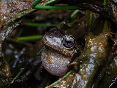 Unverified Frog by Cristy1676