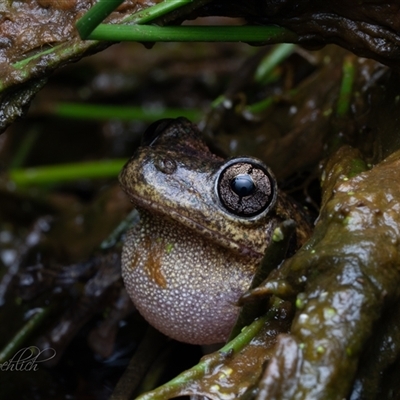 Litoria peronii (Peron's Tree Frog, Emerald Spotted Tree Frog) at Strathnairn, ACT - 10 Oct 2025 by Cristy1676