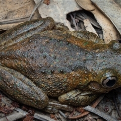 Litoria peronii at Strathnairn, ACT - suppressed