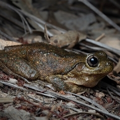 Litoria peronii at Strathnairn, ACT - suppressed
