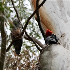 Callocephalon fimbriatum (Gang-gang Cockatoo) at Mongarlowe, NSW - 6 Oct 2025 by LisaH
