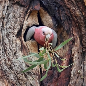 Eolophus roseicapilla by LisaH