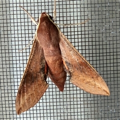 Hippotion scrofa (Coprosma Hawk Moth) by sangio7