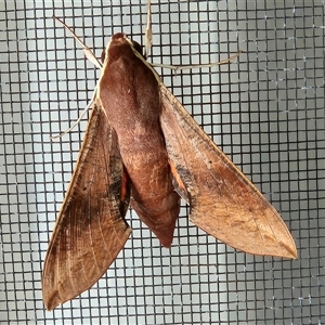 Hippotion scrofa (Coprosma Hawk Moth) by sangio7