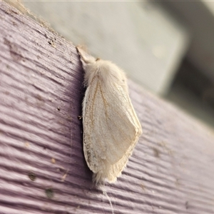 Trichiocercus sparshalli (Sparshall's Moth) by Csteele4