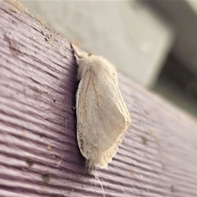 Trichiocercus sparshalli (Sparshall's Moth) at  - suppressed by Csteele4