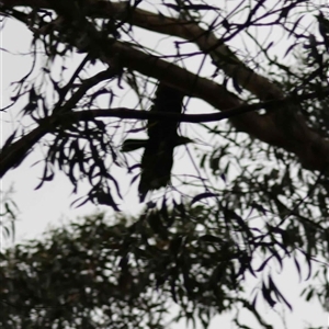 Unverified Magpie or larger by LisaH