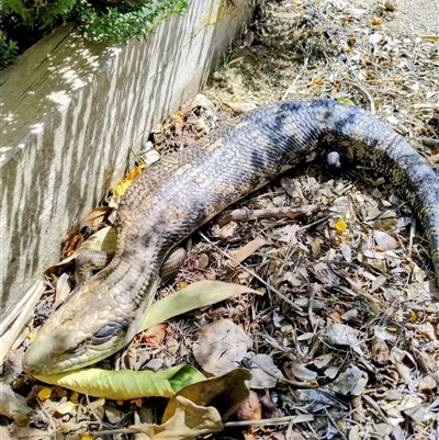 Tiliqua scincoides scincoides (Eastern Blue-tongue) at Latham, ACT - 4 Oct 2025 by JBrickhill
