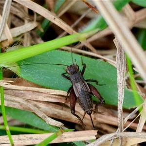 Unverified Cricket (several families) by LisaH
