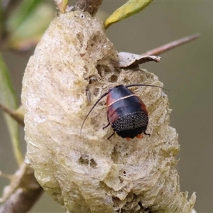 Unverified Beetle (Coleoptera) by LisaH