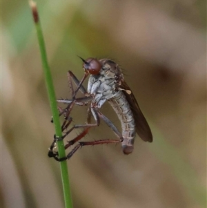 Unverified True fly (Diptera) by LisaH