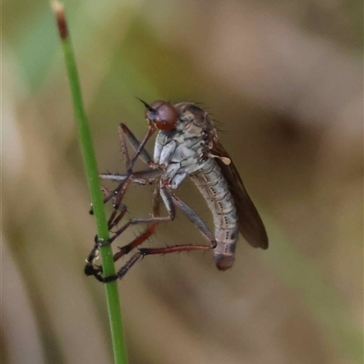 Empidoidea (superfamily) at  - suppressed by LisaH