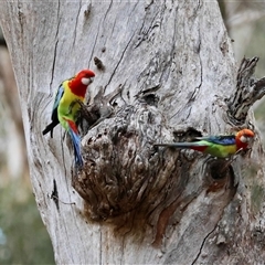 Platycercus eximius (Eastern Rosella) at Mongarlowe, NSW - 6 Oct 2025 by LisaH