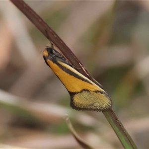 Philobota arabella by LisaH