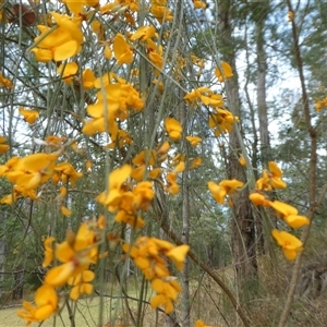 Unverified Pea at Lanitza, NSW - Today by Carolina