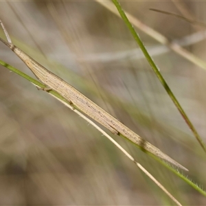 Psednura sp. (genus) by LisaH