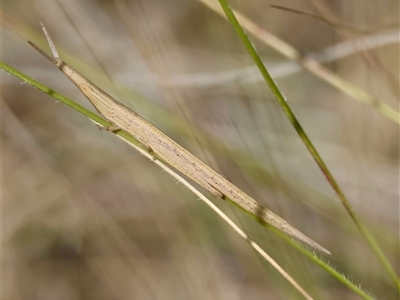 Psednura musgravei (Musgraves Psednura) by LisaH