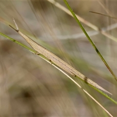 Psednura musgravei at suppressed - suppressed