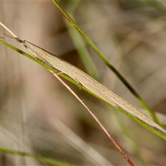 Psednura musgravei at suppressed - suppressed