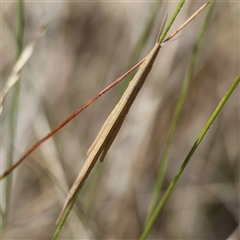 Psednura musgravei at suppressed - suppressed