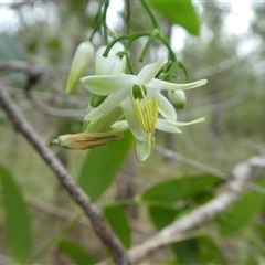 Unverified Climber or Mistletoe at Lanitza, NSW - Yesterday by Carolina