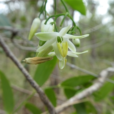 Unverified Climber or Mistletoe at Lanitza, NSW - Yesterday by Carolina
