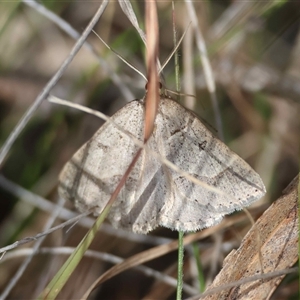 Antasia flavicapitata by LisaH