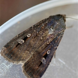 Agrotis infusa by LisaH