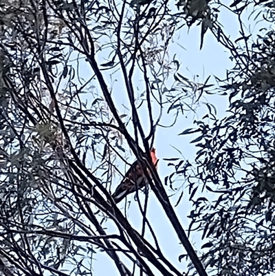 Alisterus scapularis at Deakin, ACT - 8 Sep 2025 by rbannister