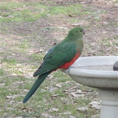 Alisterus scapularis (Australian King-Parrot) at Conder, ACT - 17 Aug 2025 by MichaelBedingfield
