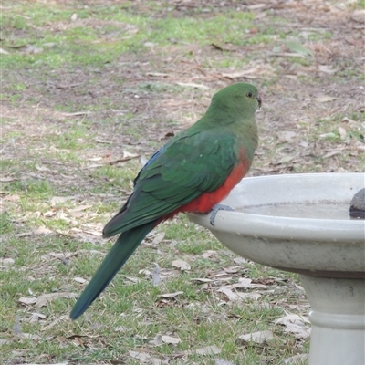Alisterus scapularis (Australian King-Parrot) at Conder, ACT - 17 Aug 2025 by MichaelBedingfield