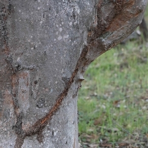 Papyrius sp. (genus) (A Coconut Ant) at Red Hill, ACT - 10 Oct 2025 by LisaH