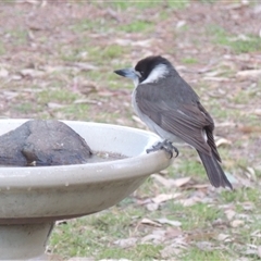 Cracticus torquatus (Grey Butcherbird) at Conder, ACT - 17 Aug 2025 by MichaelBedingfield