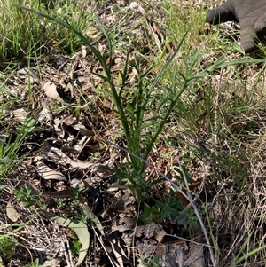 Eryngium ovinum at Campbell, ACT - Today by SilkeSma