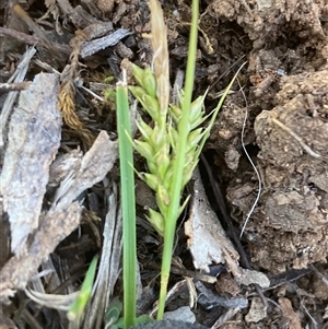 Carex breviculmis at Campbell, ACT - Today by SilkeSma